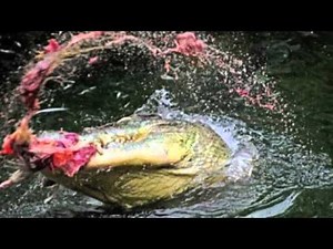 JULIO, GEN, FER - KROKODIL