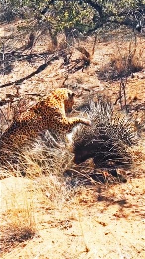 LEOPARD HUNTING PORCUPINE Gets Quills in the Face! 🤕