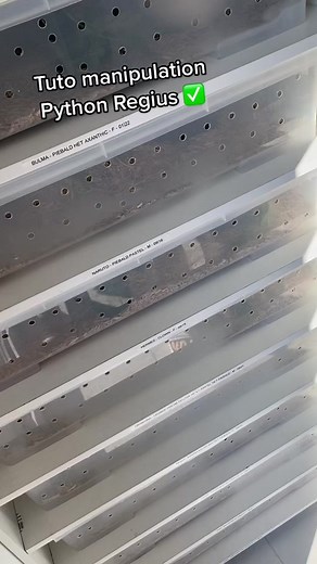 Tuto sur la Manipulation du Python Regius
