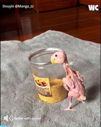 The Featherless Parrot: A Unique Life Story 🐤🐣 | Watercooler