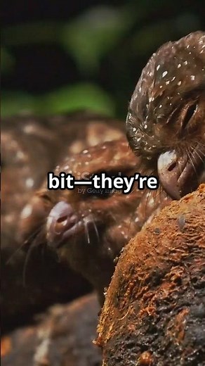 The Mysterious Oilbird: Nature's Fascinating night owl!