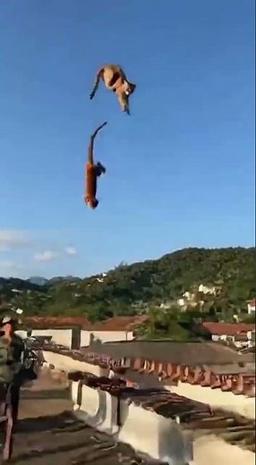 Real or Fake? Monkey Riding a Firework 💥