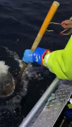 Why does fish taste so much better in the colder months? It's all about fat content and timing. Fish build up reserves before winter, making them richer and more flavorful. Cold water also makes the flesh firmer with a cleaner taste. Many species are at their absolute peak before spring spawning season. Traditional Nordic fishing seasons exist for good reason - winter fish really is superior! 🐟❄️ Hvorfor smaker fisk så mye bedre i de kaldere månedene? Det handler om fettinnhold og timing. Fisk 