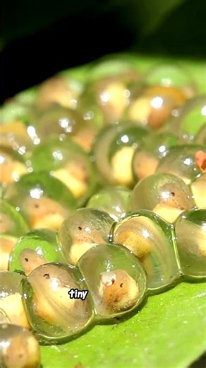 7 Blink and you Miss Glass Frog Facts!!