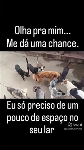 Your help can save lives #4paws #pets #dog #helpme #cutepets #dogs #soslives