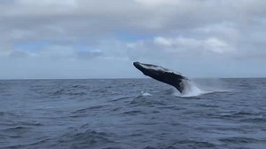 39 reactions | The squeals of delight say it all - the guests at Abc...