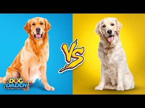 Golden Retriever vs. Labrador Retriever | Which Breed Is Better For A Family Dog?