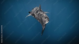 Caudal tail fin of Whale shark swimming as light sparkles across worn skin slow motion