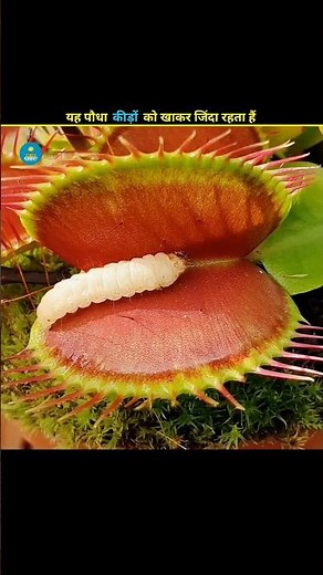 Venus Flytrap: The Bug-Eating Plant! 🪰