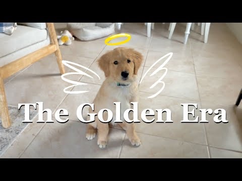 Life with a 16 Week Old Puppy