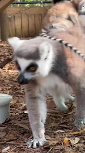 Good morning from our endangered ring-tailed lemur pup and mom! ☀️ | North Florida Wildlife Center