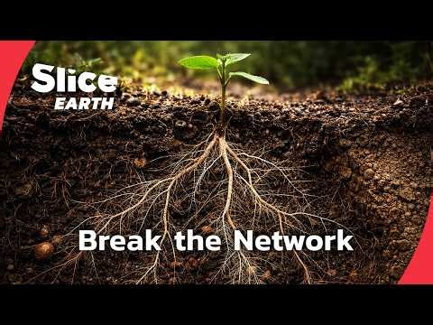 Soil Life Under Pressure: What Plants Need Below Ground | SLICE EARTH | FULL DOC