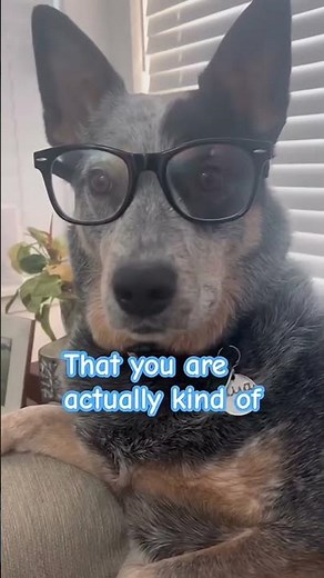 doggy with glasses, your pretty awesome! #fyp #viral #famous #dog #cute #subscribe