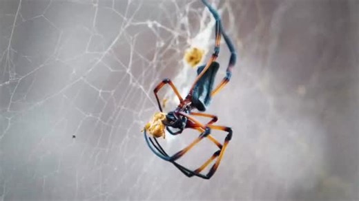Comment 'Extractor' for link! Made with Motion Extractor by @azatstr https://aescripts.com/motion-extractor (link in bio) #aftereffects #aescripts #motionextractor Spiders 🕷️ Made in After Effects with Motion Extractor, Pixel Sorter, Signal and Deep Glow plugins 🔌 #aftereffects #aescripts #motionextractor #pixelsorter #signal #deepglow | aescripts