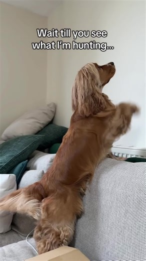 Silly sausage as a life style 🐶🐾 #cockerspaniel #cockerspanielsoftiktok #dogsoftiktok #cockerspanielpuppy #puppylife