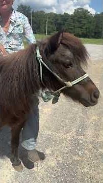 TSP LOT# 2100 - Gelding - Shetland - Pony - 14 YO - $800