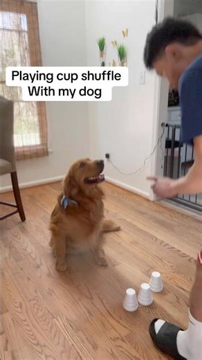 Playing cup shuffle with my dog #smartdog #goldenretrieverlife #dogtricks #cupgame #funnyanimals