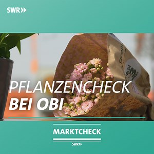 OBI ist Deutschlands Baumarkt der Superlative. Die meisten Kunden. Der höchste Umsatz. Die größte Verkaufsfläche insgesamt. Über 60.000 verschiedene Produkte werden angeboten. Der zweitgrößte Umsatzbringer von Obi ist das Gartensortiment mit 12 Milliarden Euro - für Pflanzen, Gartengeräte und Co. Wir checken das Pflanzenangebot von Obi. Wie viele Pestizide stecken in den Pflanzen? | ARD Marktcheck