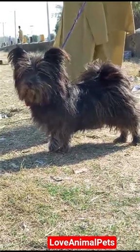 Exotic pony hairy fancy dog !!!