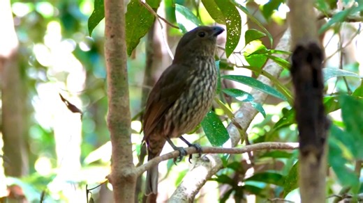 11K views · 736 reactions | Tooth-billed Bowerbird calling (Scenopoeetes dentirostris) . The tooth-billed bowerbird is endemic to the mountain forests of northeast Queensland, Australia. Its diet consists mainly of fruits and young leaves of forest trees. | BIRDS & Nature | Facebook