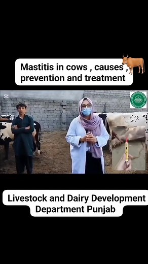 An informative video highlighting causes , symptom and treatment of mastitis in cows by Dr Rafia veterinary officer #farmerawsreness #VeterinaryServices #livestockpunjab #animalhealth #mastitis | Livestock and Dairy Development Department Punjab