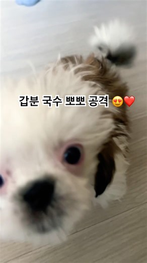 국수 🤍 오늘도 신났어요 #강아지 #강아지브이로그