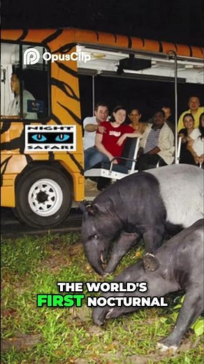 Sentosa Island Thrills, Beaches & Singapore Zoo Adventures!