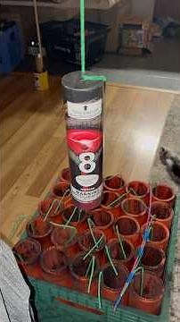 Quick fusing tip - fusing canister shell fireworks! 7” THRiLLERS 🔥 🔥 GO HAWKS! #seattle #seahawks