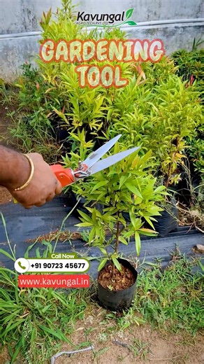 Transform Your Garden with Ease! 🌿✂️ Premium Garden Shears for Perfect Trimming & Beautiful Plant Shaping. Make your gardening effortless and stunning! 📞 Order Now: 9072345677 / 8156802007 #GardenTools #GardenShears #PlantLovers #HomeGarden #GardeningMadeEasy #GardenCare #GreenLife | Kavungal Agro Tech Pvt Ltd
