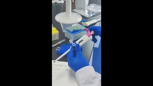 从零开始进行DNA提取、PCR扩增、凝胶制备、电泳、条带检视