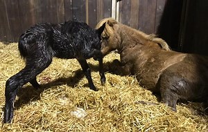 Meet miniature Shetland’s adorable mule foal - Horse & Hound