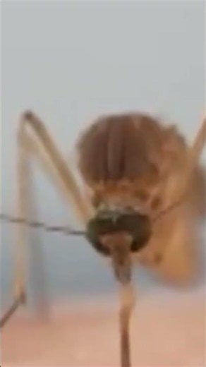 Alert! Rains trigger dengue cases in Jalisco | GDL News | #Shorts
