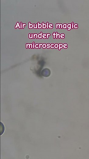 Air bubbles magic under the Microscope #microscope #science #shorts