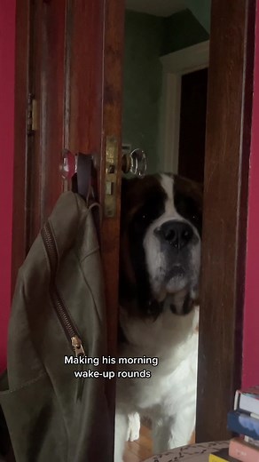 Saint Bernard Making Morning Wake-Up Rounds