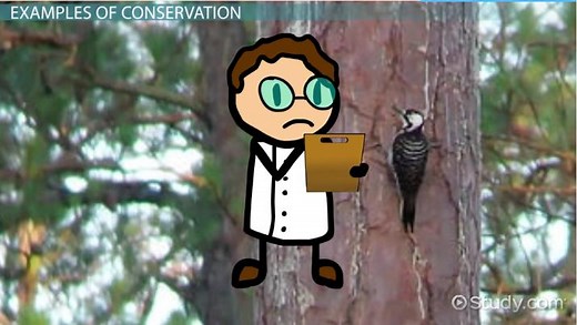 Declining-Population Approach to Population Conservation