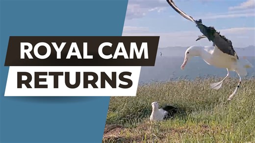 12K views · 579 reactions | The Northern Royal Albatross Cam is back for a new season on New Zealand's South Island! Meet this season's royal family as they swap incubation duties over their single egg. Watch LIVE at AllAboutBirds.org/Albatross The Royal Cam is in collaboration with the New Zealand Department of Conservation. | Bird Cams | Facebook