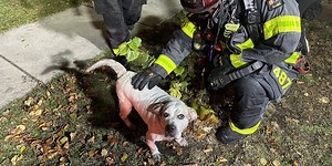 2 juveniles taken to hospital, 2 dogs rescued from house fire in South Bend