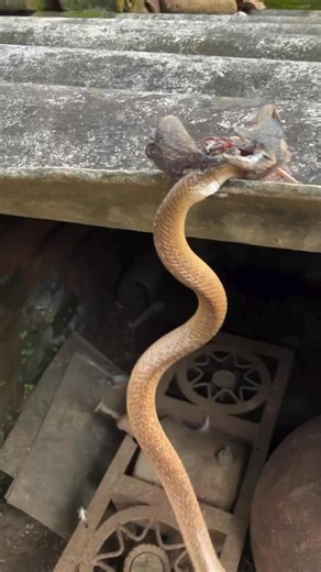 Power jam power @top fans Comment Highlights Jasper comedy #fblifestylechallenge #reelschallengereelschallenge #reelschallengereelschallenge #ContentMonetization | Jasper comedy