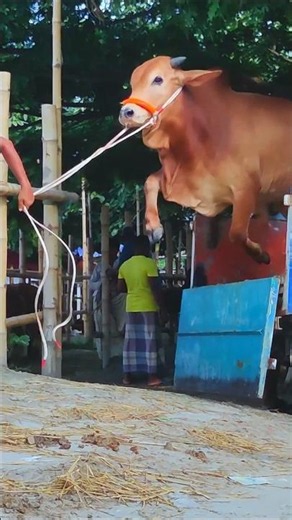Cow videos 1299😅 #shortsvideo #funnyshorts #funny #cow #cowcow #funnycow #animals