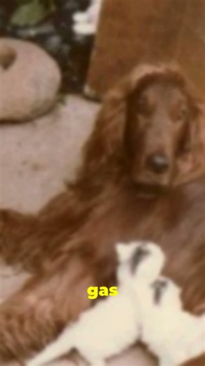 Mit Romney Hates Dogs!