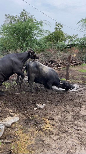 Very amazing buffaloes meeting with incredible people seeing the beautiful smile 😊 my phone 📞 | All Time Amazing Fact