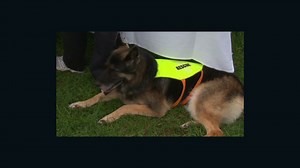 9/11 rescue dogs remembered | CNN