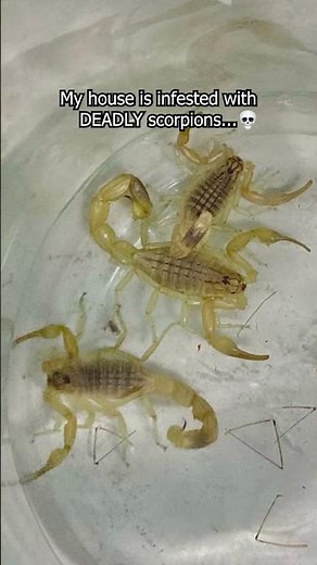 DEADLY SCORPIONS INFESTED MY HOUSE