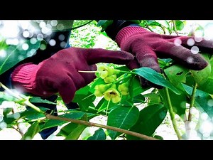 「飛彈蓮霧」疏果，如何進行選留？