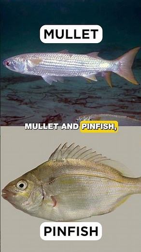 The Fish Highest in the Essential Saturated Fat...