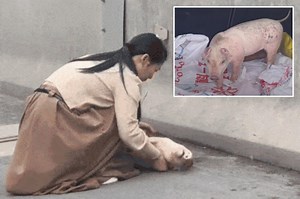 Insane video shows animal owner performing CPR on pig in the middle of heavy traffic
