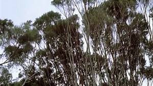 Xena.2x20.the.price.dvdrip.jem.divx-TVC