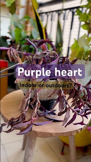 Indoor or Outdoor? Where to Grow Your Favorite Purple Plants #gardening #purpalhearr#balconymakeover