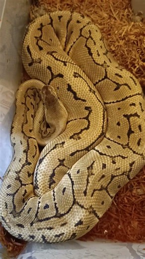 🔥 Stunning Lemonblast Orange Dream Ball Python — 2026 Update! 🔥