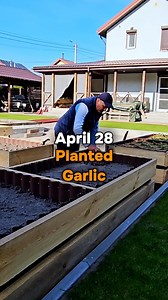 391K views · 1.8K reactions | Planted Garlic (Experiment). I have never planted garlic this way before. I always separated the head of garlic into individual cloves. This time, I decided to try planting a whole head of garlic. I've seen many similar videos, but no one showed any results. I will show you everything, without deception. | Harvest Garden | Facebook